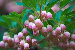New Jersey Botanical Gardens